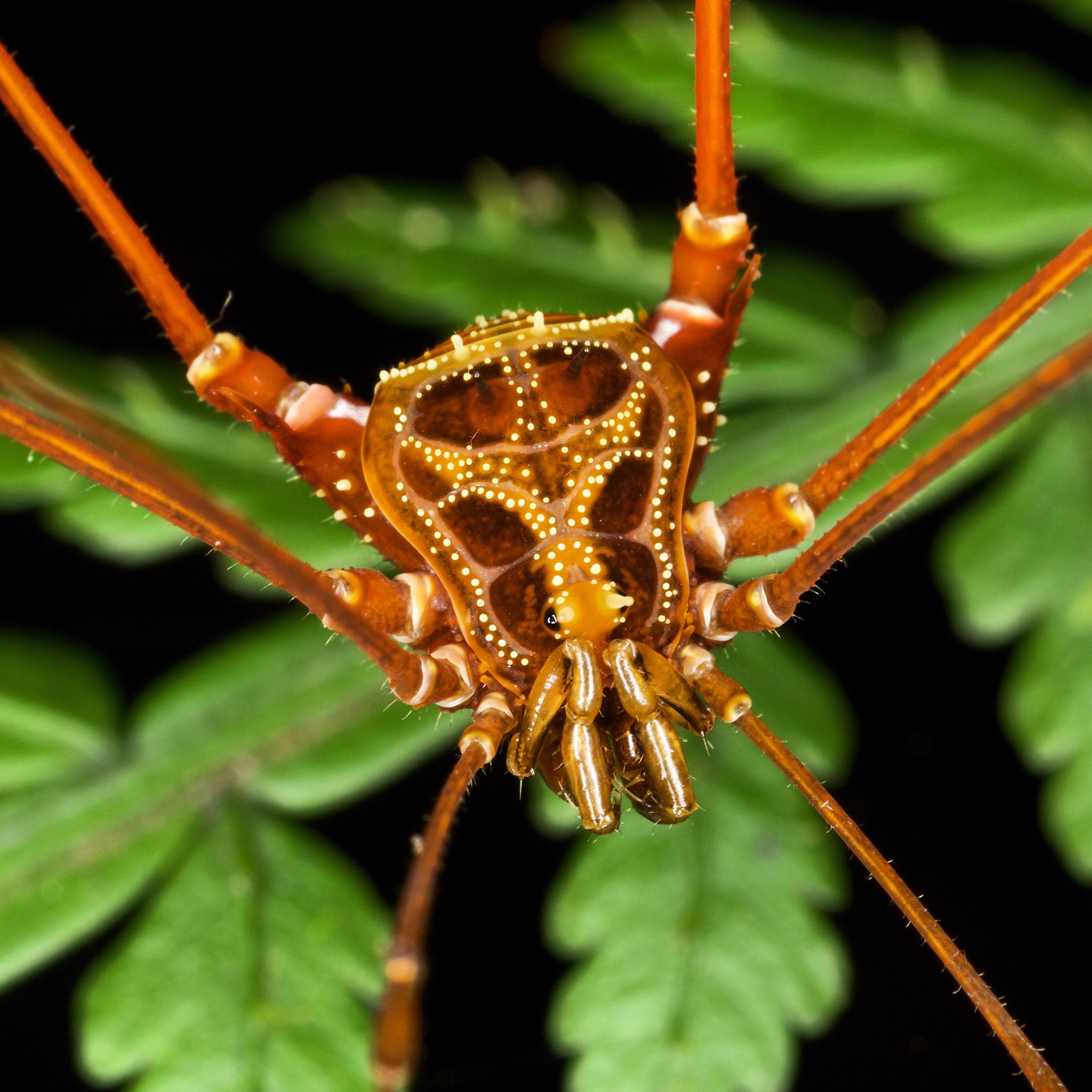 Superfamily Gonyleptoidea · iNaturalist