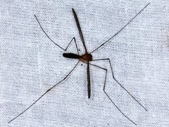 Leptotarsus setivena