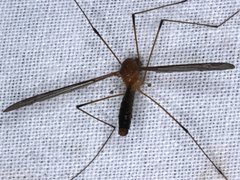 Leptotarsus setivena