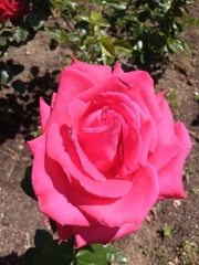 Rosa