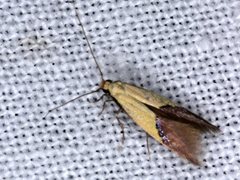 Opogona protodoxa