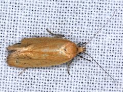 Telocharacta hemicroca