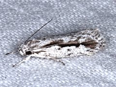 Eulechria xeropterella