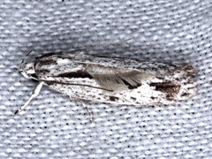 Eulechria xeropterella