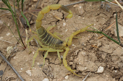 Leiurus hebraeus