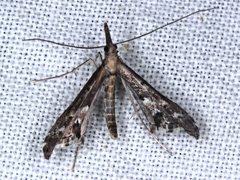 Tineodes adactylalis