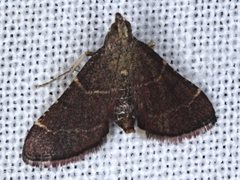 Persicoptera aglaopa