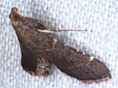 Persicoptera aglaopa