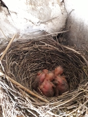 Turdus merula