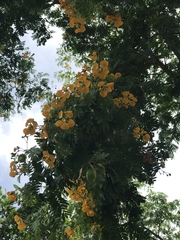 Gonopterodendron arboreum