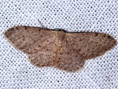 Idaea trissorma
