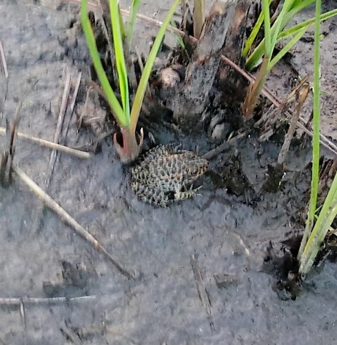 Dusky Gopher Frog photographed in Mississippi