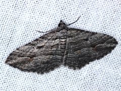 Chrysolarentia severata