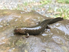 Desmognathus kanawha