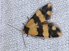 Thallarcha chrysochares