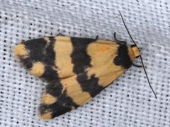 Thallarcha chrysochares