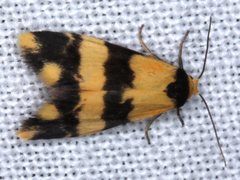 Thallarcha chrysochares