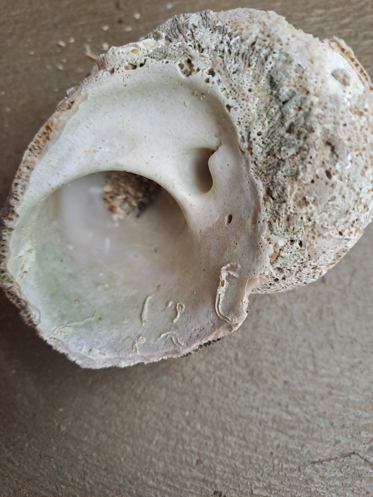 Rough turban shell from Dalmeny NSW 2546, Australia on May 17, 2024 at ...