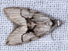 Nola delograpta