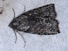 Calathusa basicunea