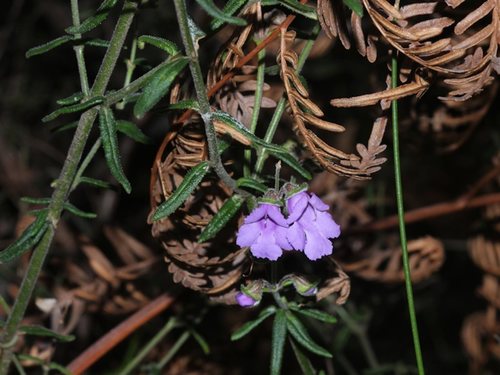 Prostanthera hirtula F.Muell. ex Benth.