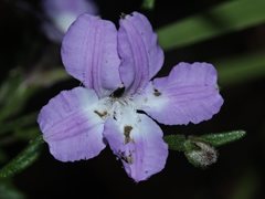 Coopernookia barbata