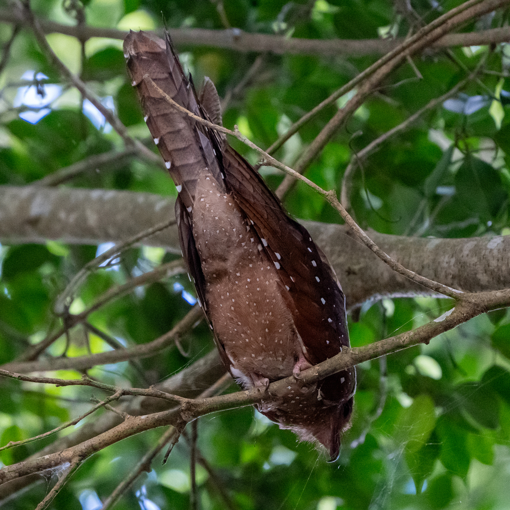 Oilbird Oilbird from Ancón, Panama City, Panamá Province, Panama on June 17 ...