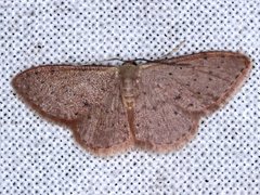 Idaea trissorma