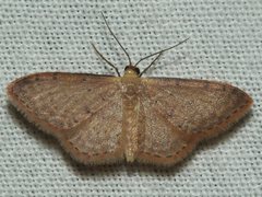 Idaea trissorma