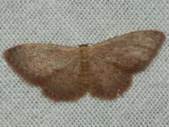 Idaea trissorma