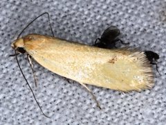 Telocharacta hemicroca