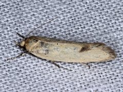 Telocharacta hemicroca