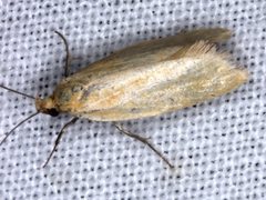 Telocharacta hemicroca