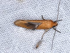 Telocharacta hemicroca