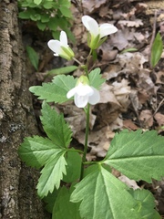 Cardamine maxima