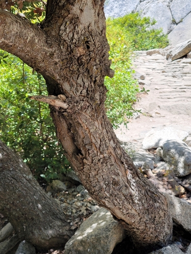 Quercus chrysolepis × vacciniifolia