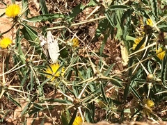 Melanargia titea