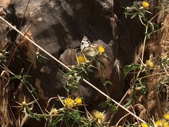 Melanargia titea
