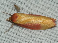 Wingia hesperidella