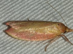 Wingia hesperidella