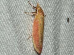 Wingia hesperidella