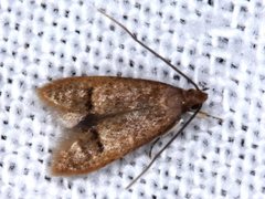 Pholeutis neolecta
