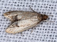 Pholeutis neolecta
