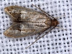 Pholeutis neolecta