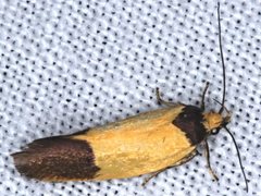 Merocroca automima