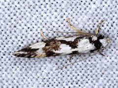 Machetis aphrobola