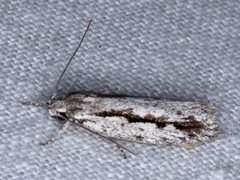 Eulechria xeropterella