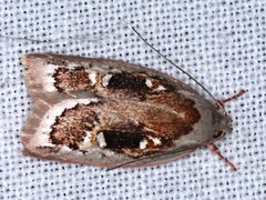 Euchaetis