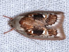 Euchaetis