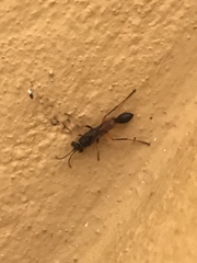 Sceliphron coromandelicum